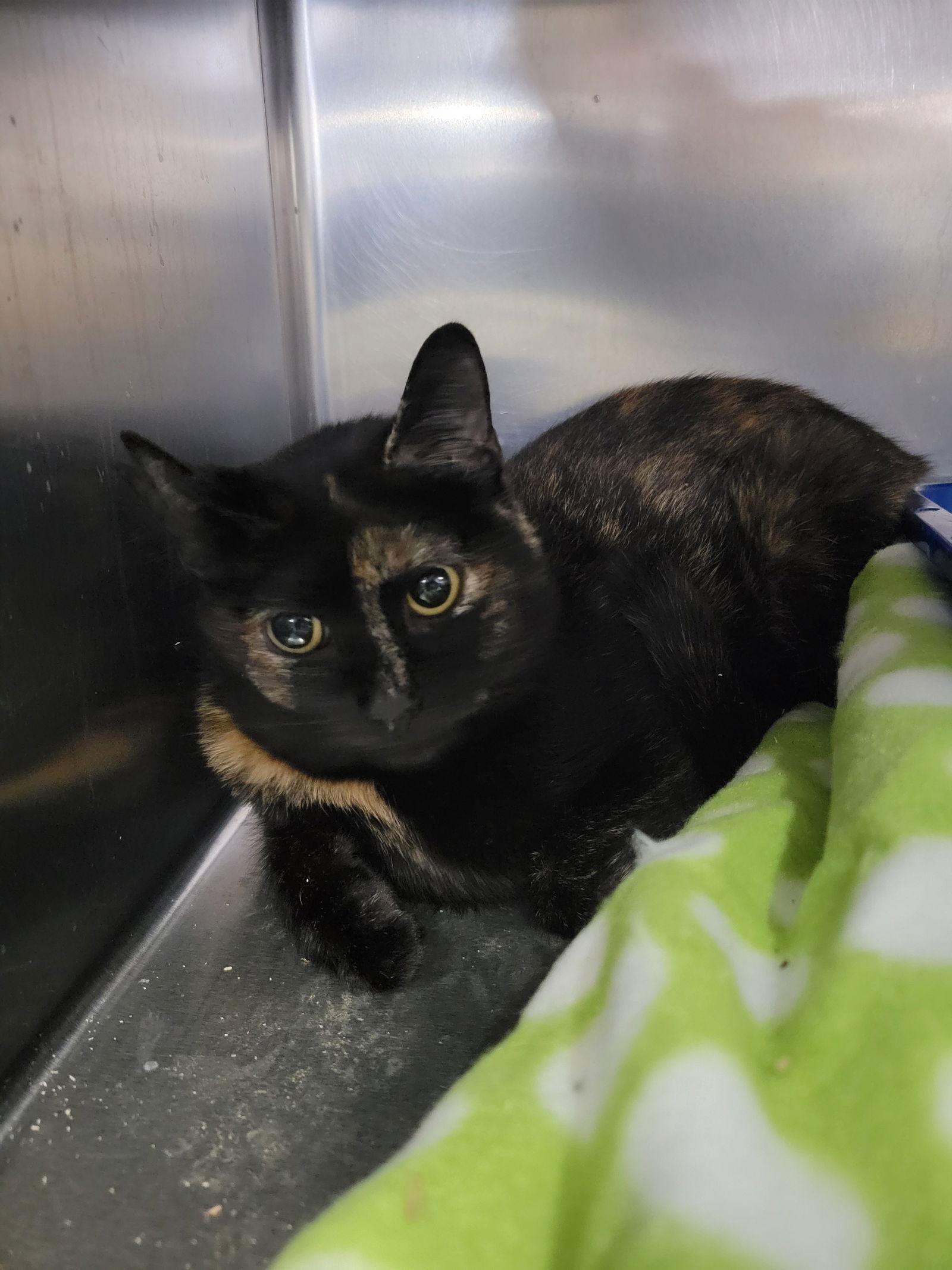 Torte, a Adoptable Domestic Short Hair in Cuyahoga Falls, OH image 2/2