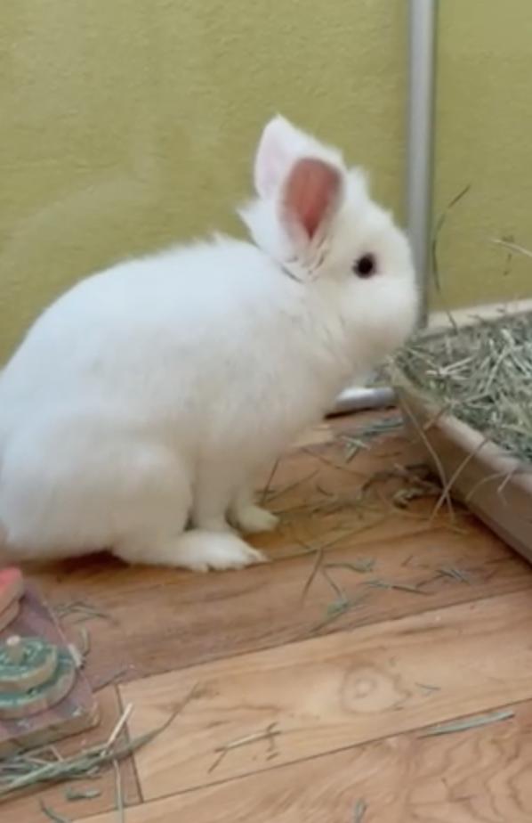 Enlarge Zemo, a Adopted Lionhead in Rancho Cordova, CA image 1/2