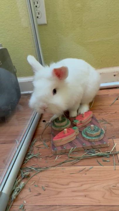 Enlarge Zemo, a Adopted Lionhead in Rancho Cordova, CA video 2/2