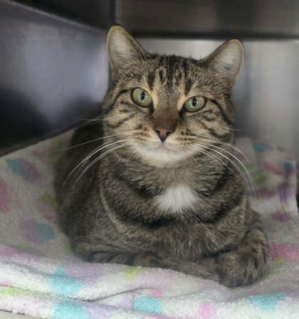 Calliope, Adoptable, Adult Female Domestic Short Hair.