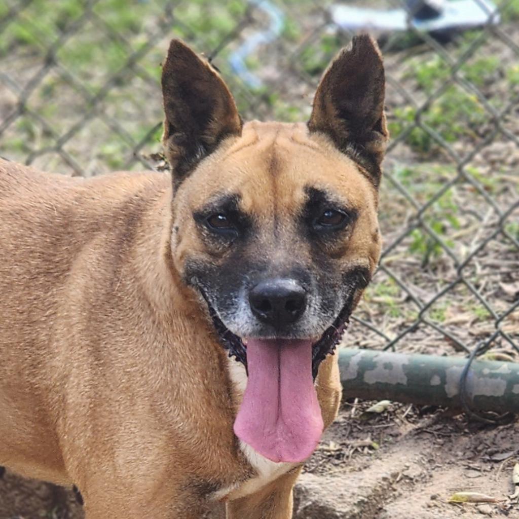 Phoenix, Adoptable, Adult Female Mixed Breed.