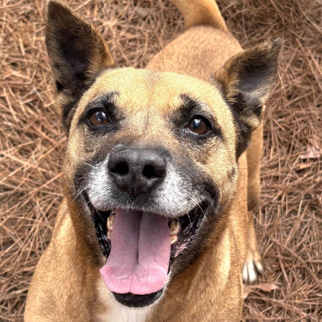 Enlarge Phoenix, a Adoptable Mixed Breed in Lexington, SC image 2/4