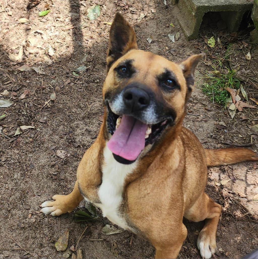 Enlarge Phoenix, a Adoptable Mixed Breed in Lexington, SC image 3/4