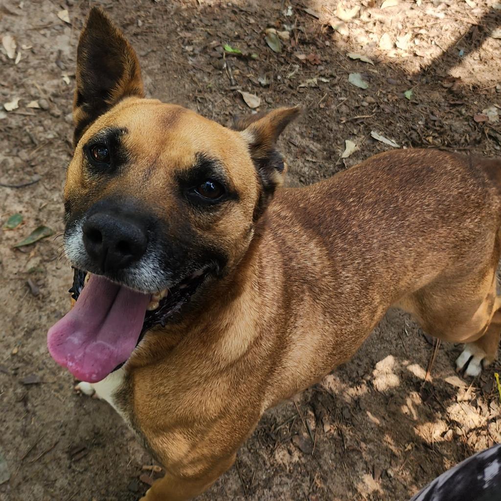 Enlarge Phoenix, a Adoptable Mixed Breed in Lexington, SC image 4/4