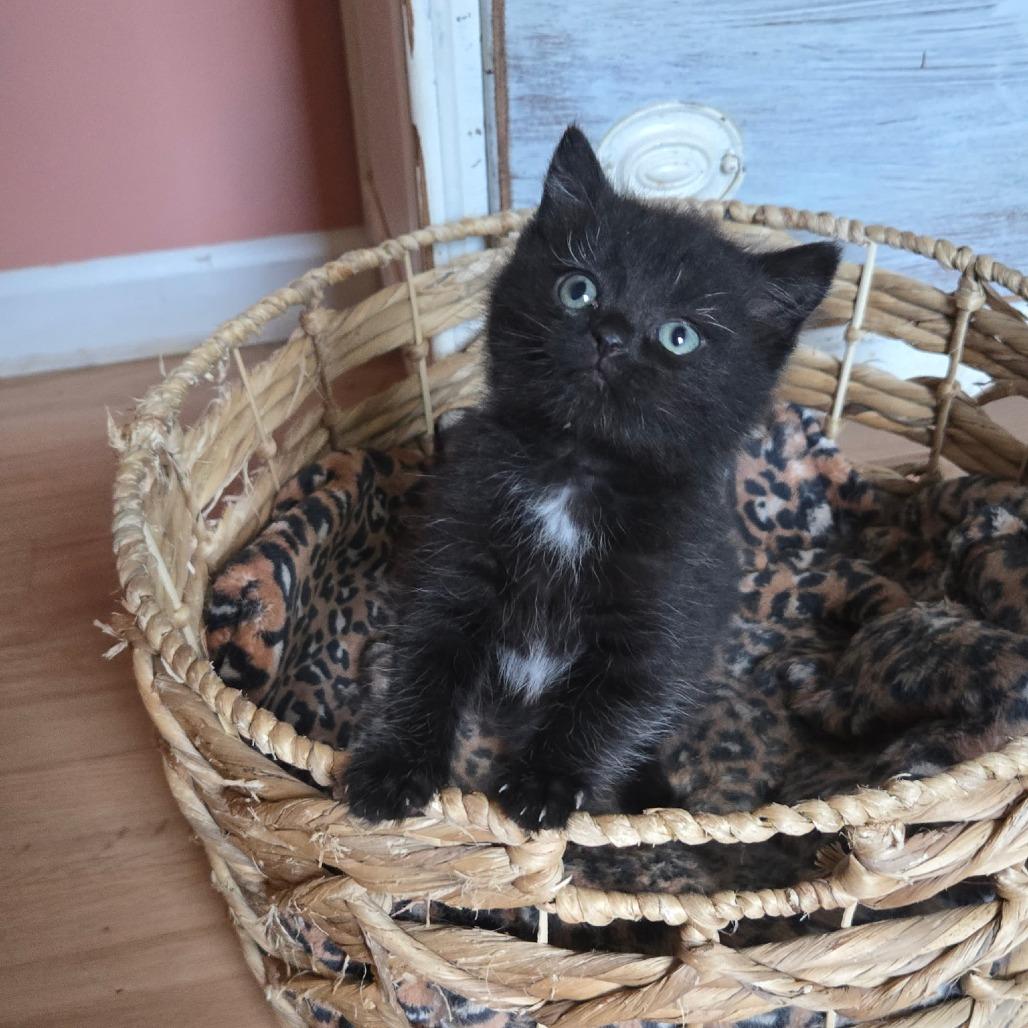 Enlarge Finch, a Adoptable Domestic Long Hair in Starkville, MS image 1/2
