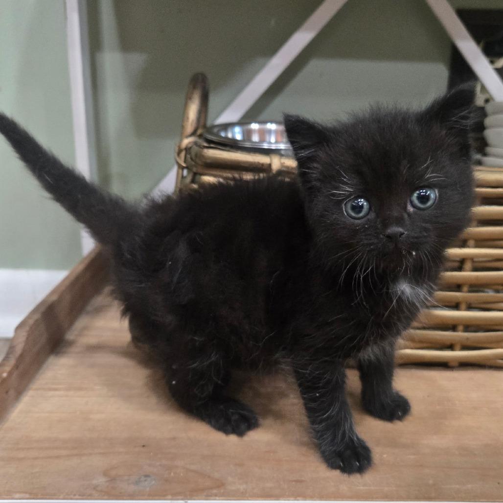 Enlarge Finch, a Adoptable Domestic Long Hair in Starkville, MS image 2/2