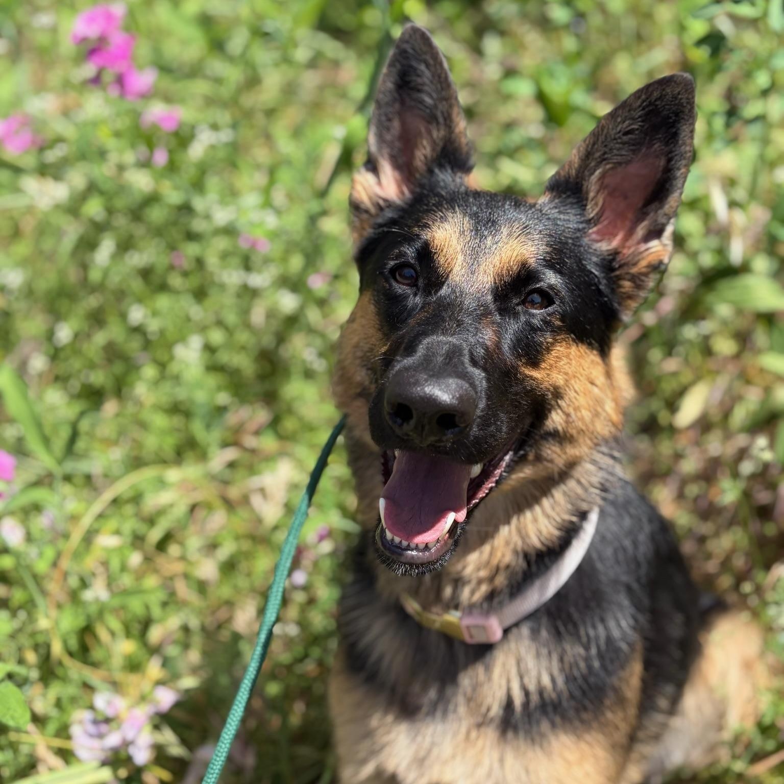 Sasha- Well Mannered Girl, adopted, Adult Female German Shepherd Dog.