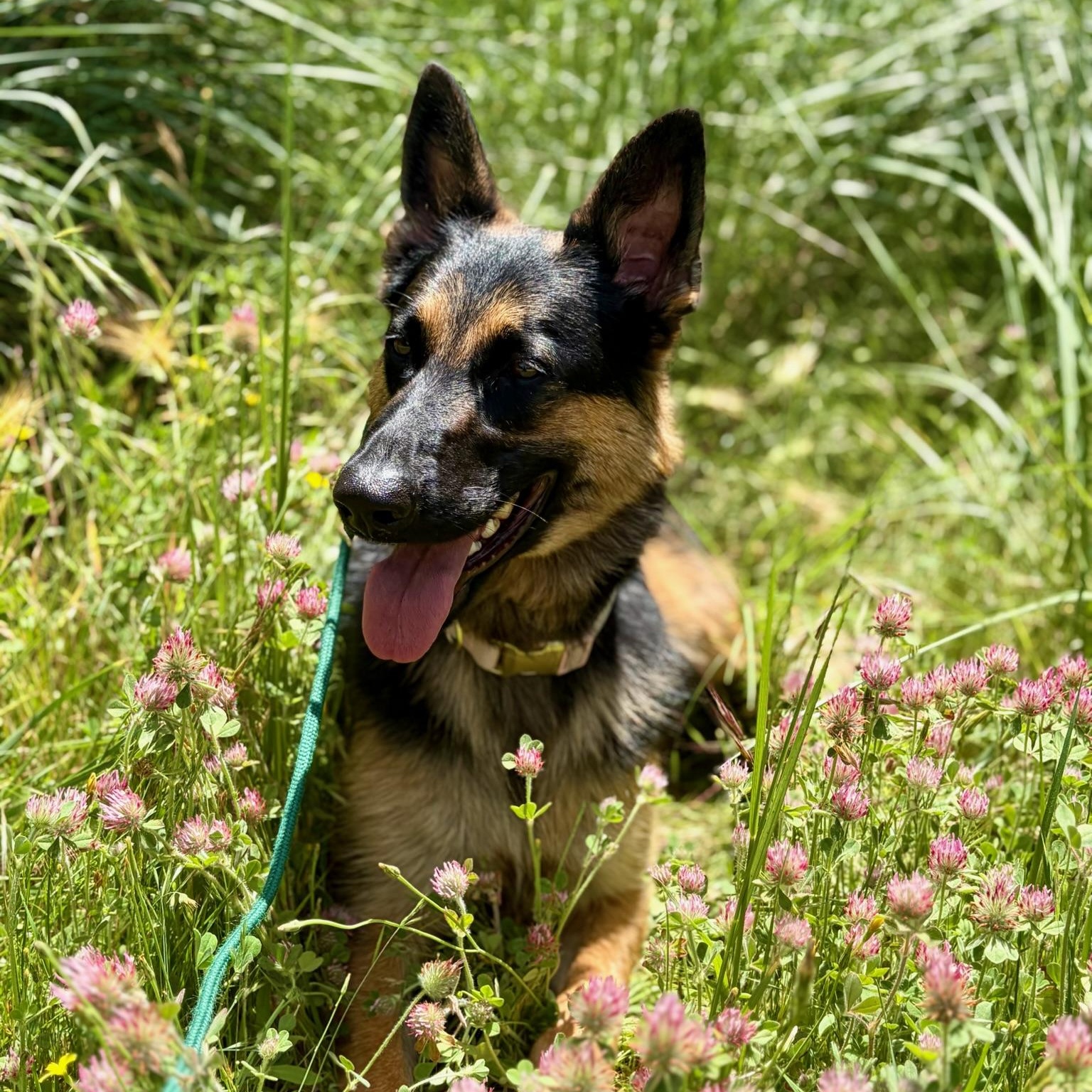 Enlarge Sasha- Well Mannered Girl, an adopted German Shepherd Dog in Grass Valley, CA image 3/5