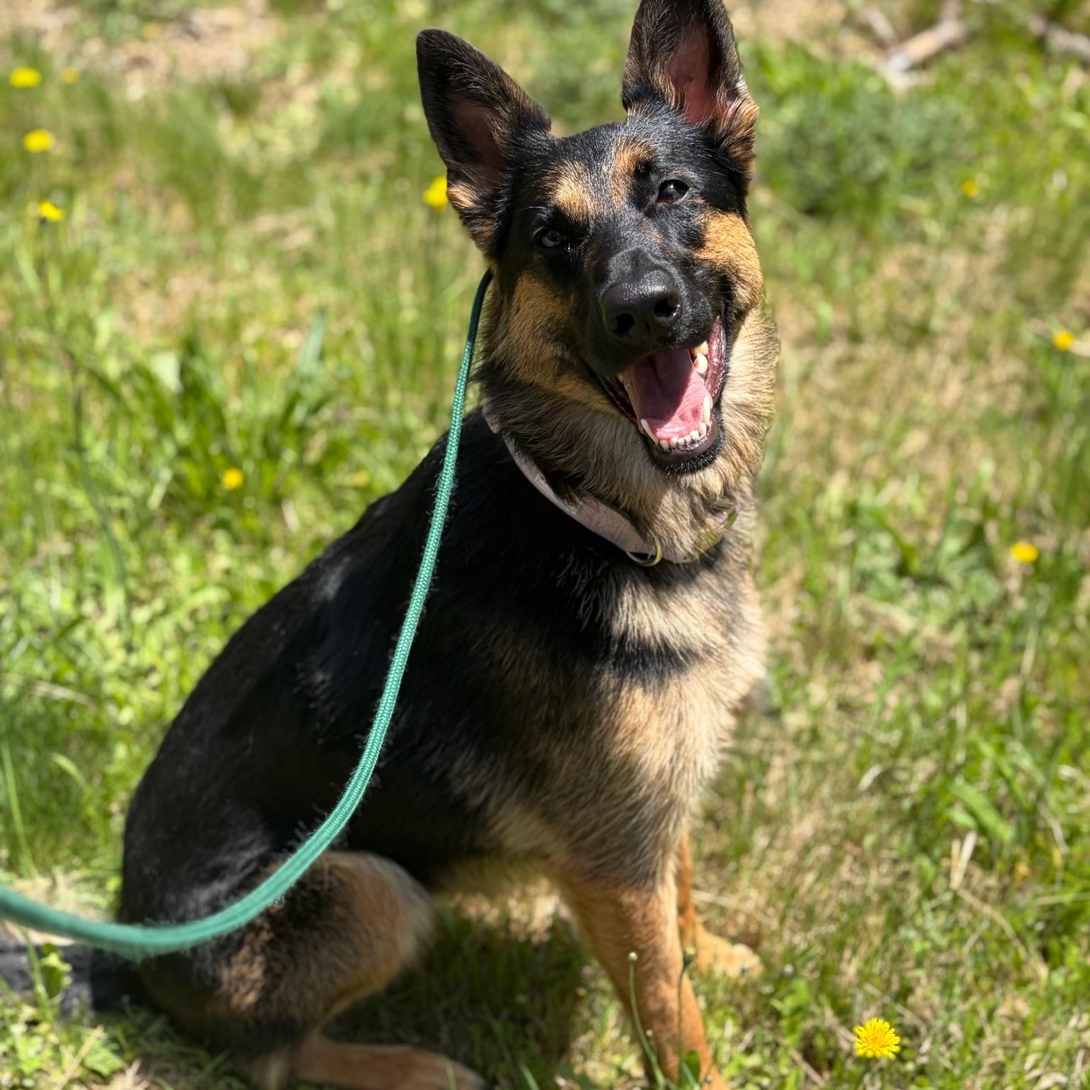 Enlarge Sasha- Well Mannered Girl, an adopted German Shepherd Dog in Grass Valley, CA image 2/5