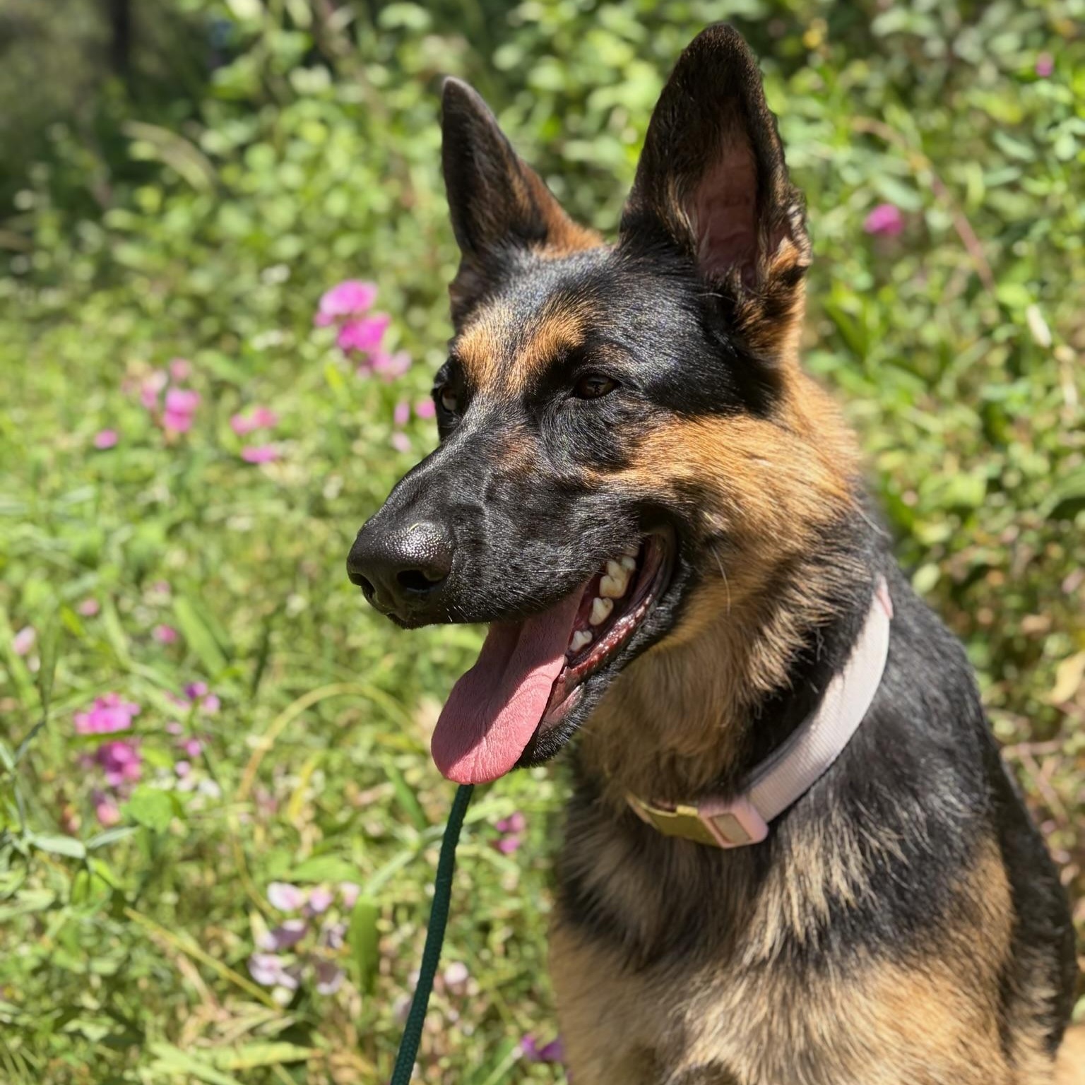 Enlarge Sasha- Well Mannered Girl, an adopted German Shepherd Dog in Grass Valley, CA image 4/5