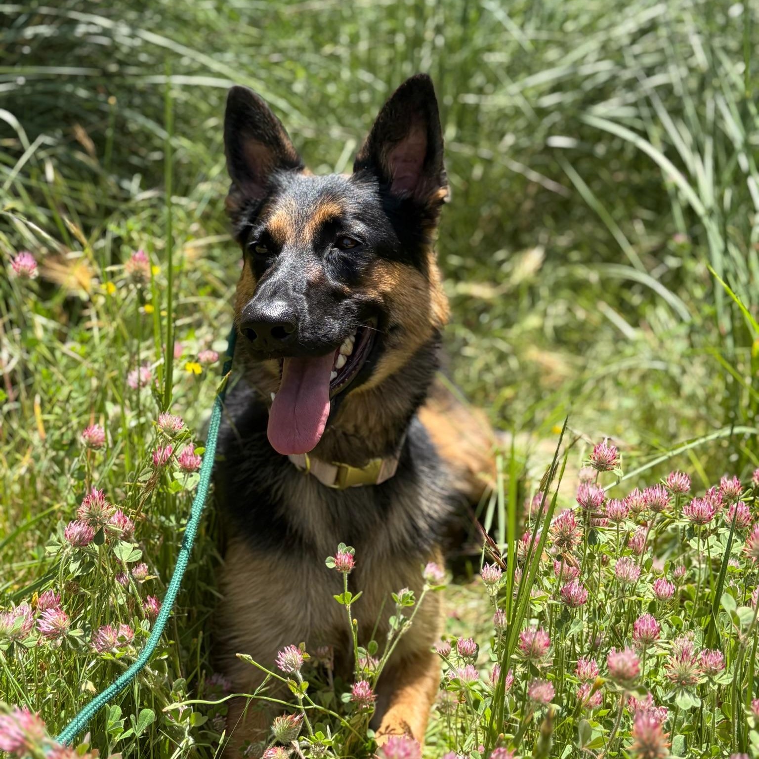 Enlarge Sasha- Well Mannered Girl, an adopted German Shepherd Dog in Grass Valley, CA image 5/5