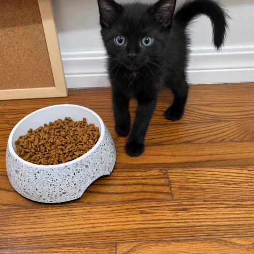 Fig, Adopted, Kitten Male Domestic Short Hair & Domestic Short Hair.