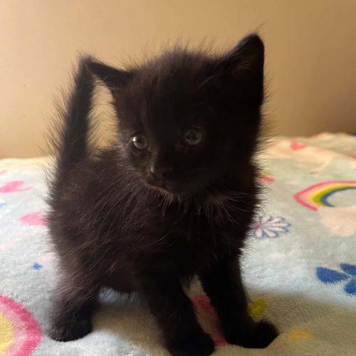 Enlarge Fig, a Adopted mixed breed in Edmond, OK image 2/3