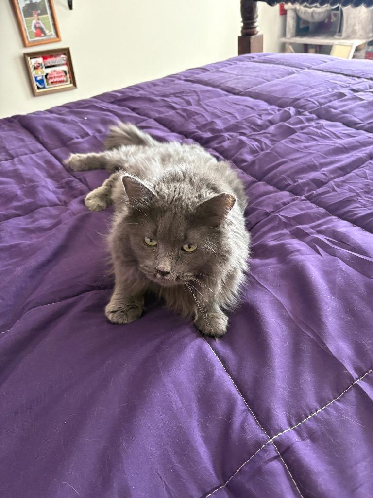 Nebula, Adoptable, Adult Female Domestic Long Hair & Russian Blue.
