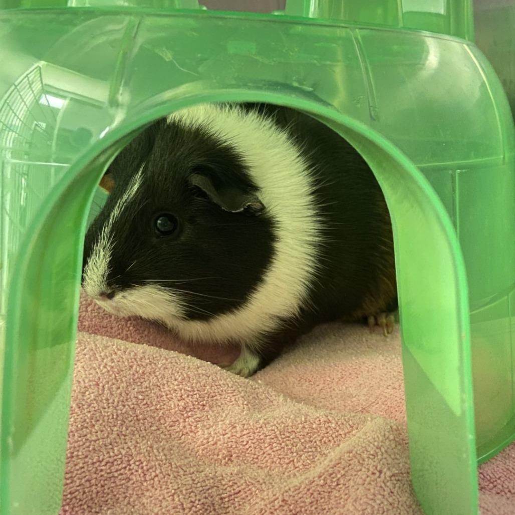 Enlarge Dorito, a Adoptable Guinea Pig in Pittsburgh, PA image 1/1