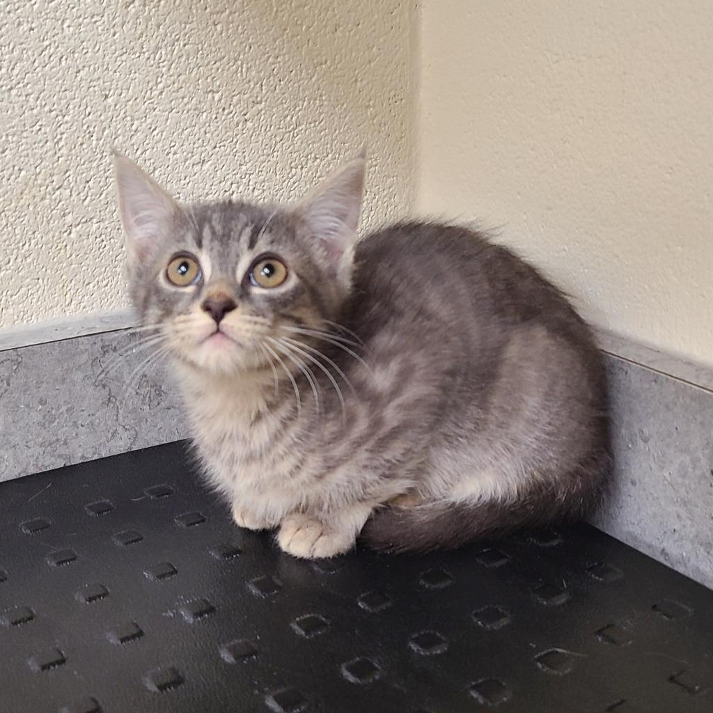 Enlarge Price, a Adoptable mixed breed in Greeneville, TN image 1/1