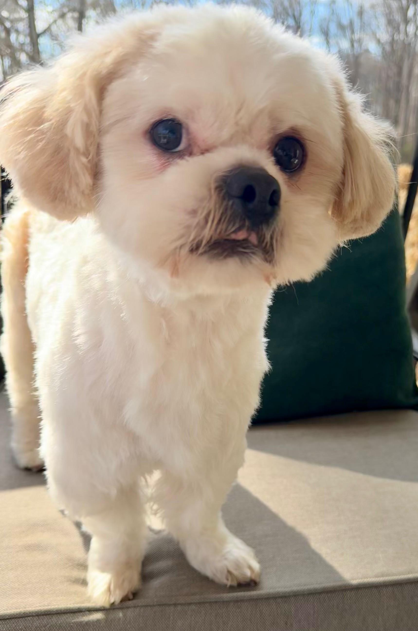 Enlarge Kevin, a Adoptable mixed breed in Monroe, NC image 3/3