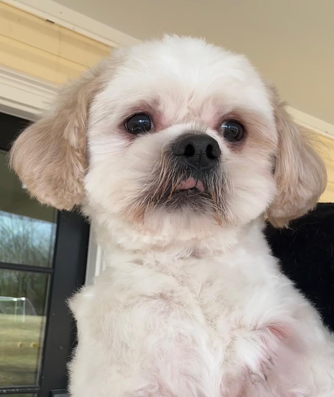Kevin, Adoptable, Adult Male Shih Tzu.