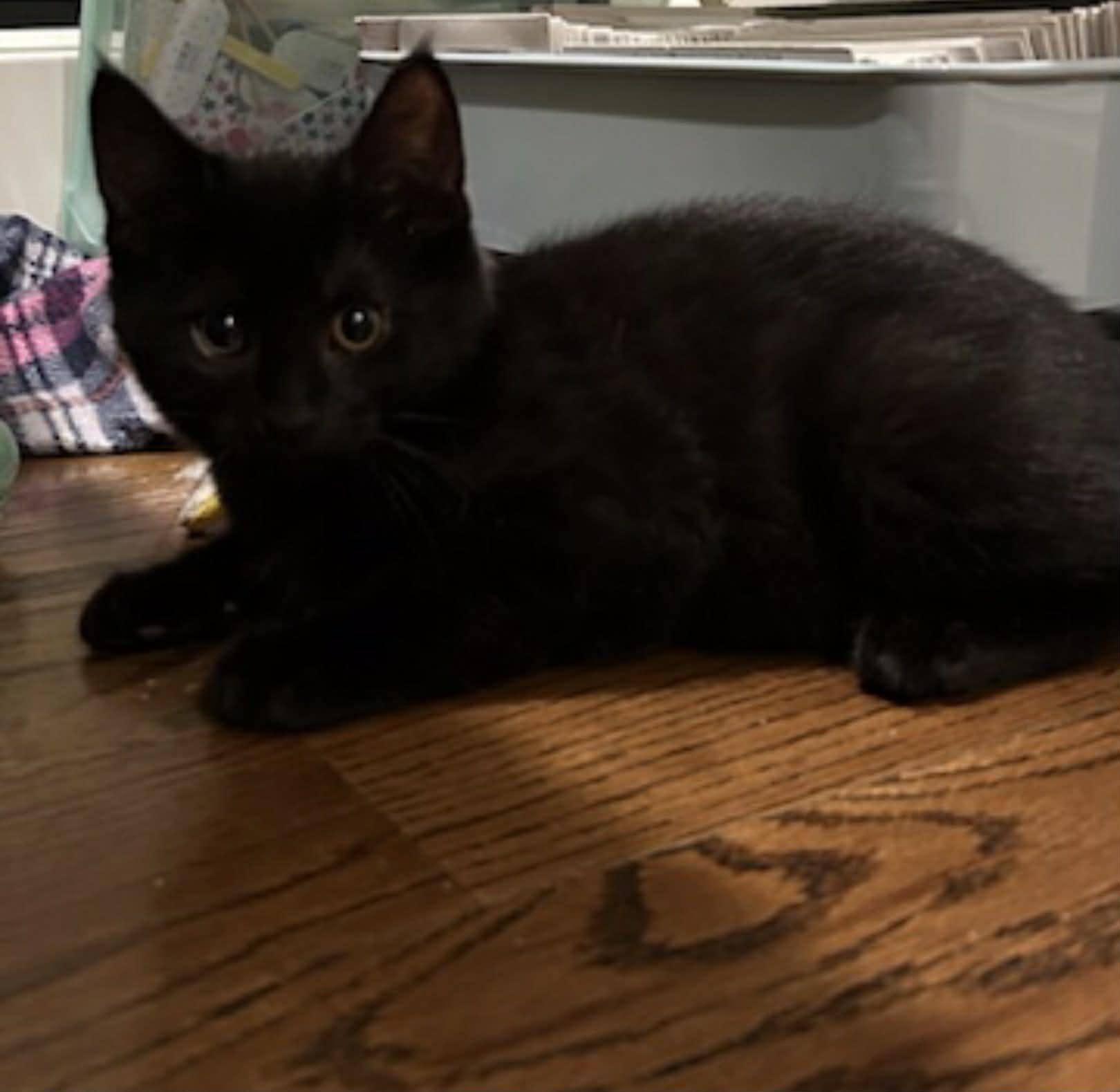 Enlarge Theo, a ADOPTABLE Domestic Short Hair in Wading River, NY image 1/4