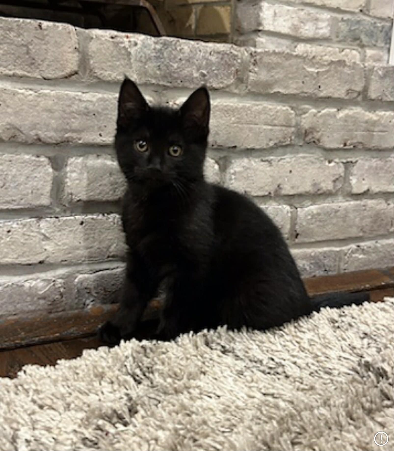 Enlarge Theo, a ADOPTABLE Domestic Short Hair in Wading River, NY image 2/4