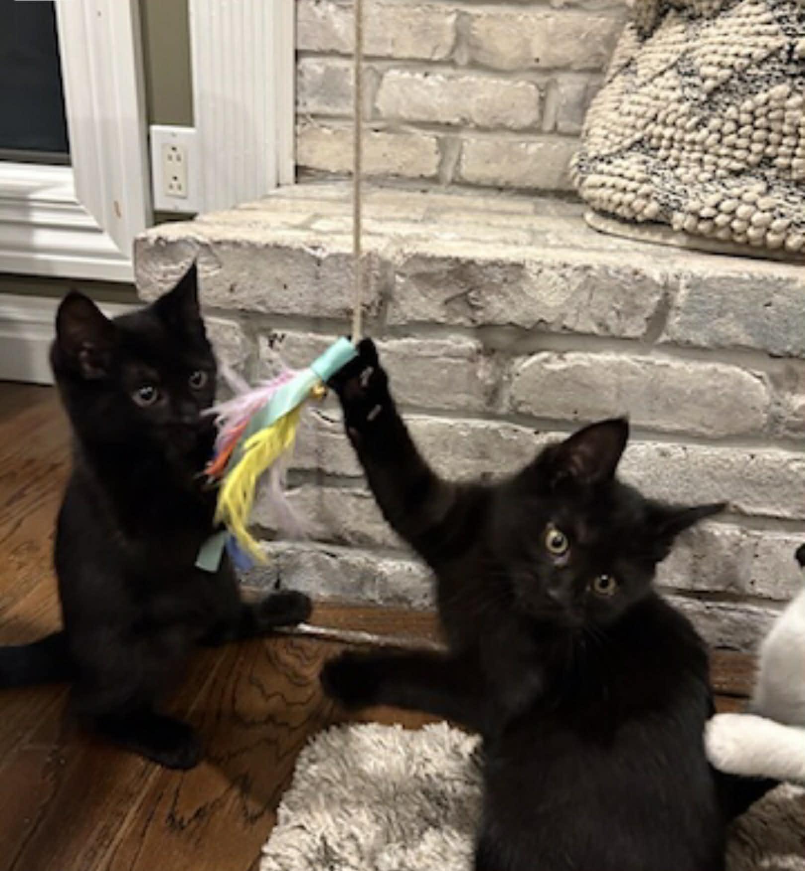 Enlarge Theo, a ADOPTABLE Domestic Short Hair in Wading River, NY image 3/4