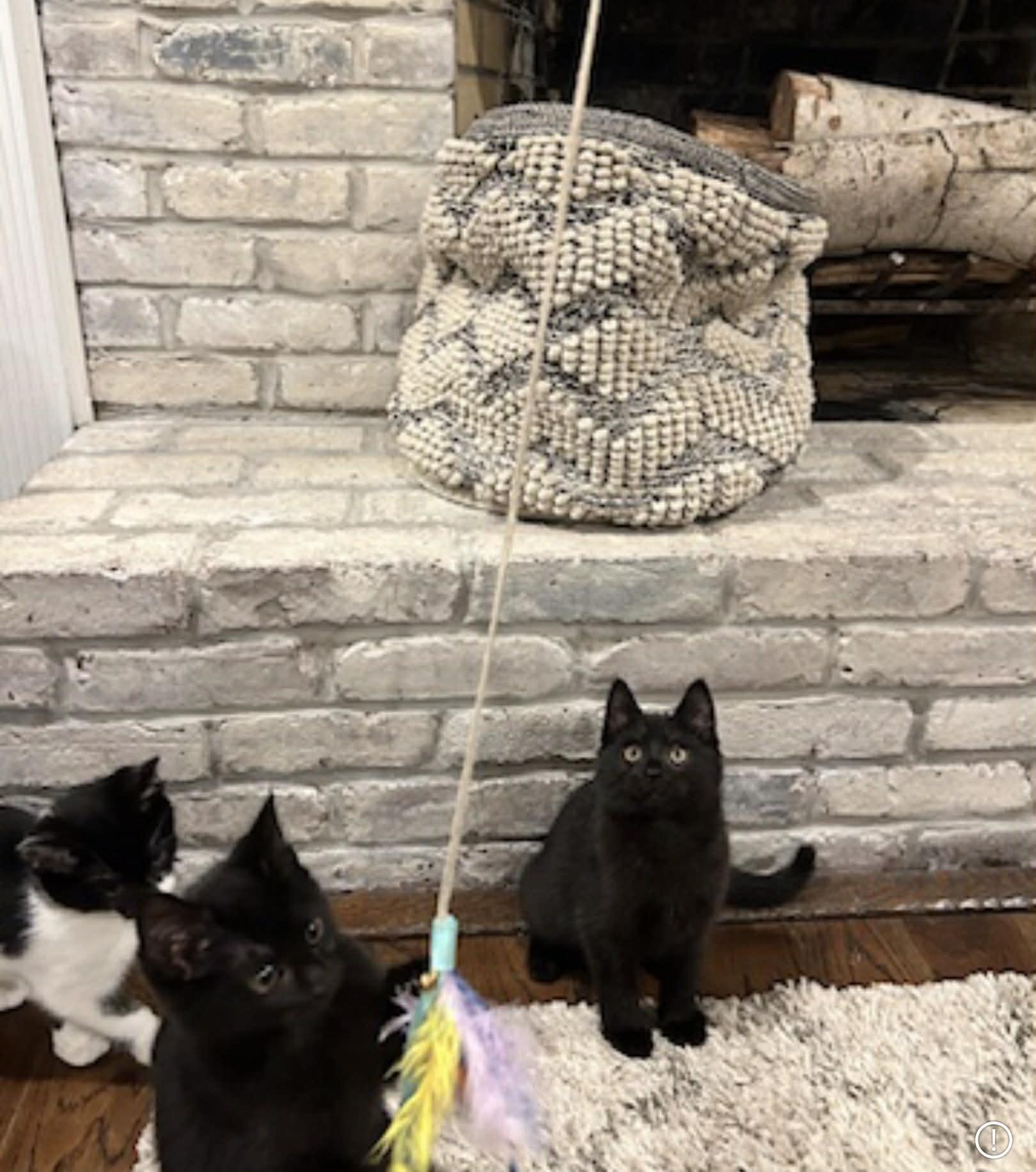 Enlarge Theo, a ADOPTABLE Domestic Short Hair in Wading River, NY image 4/4