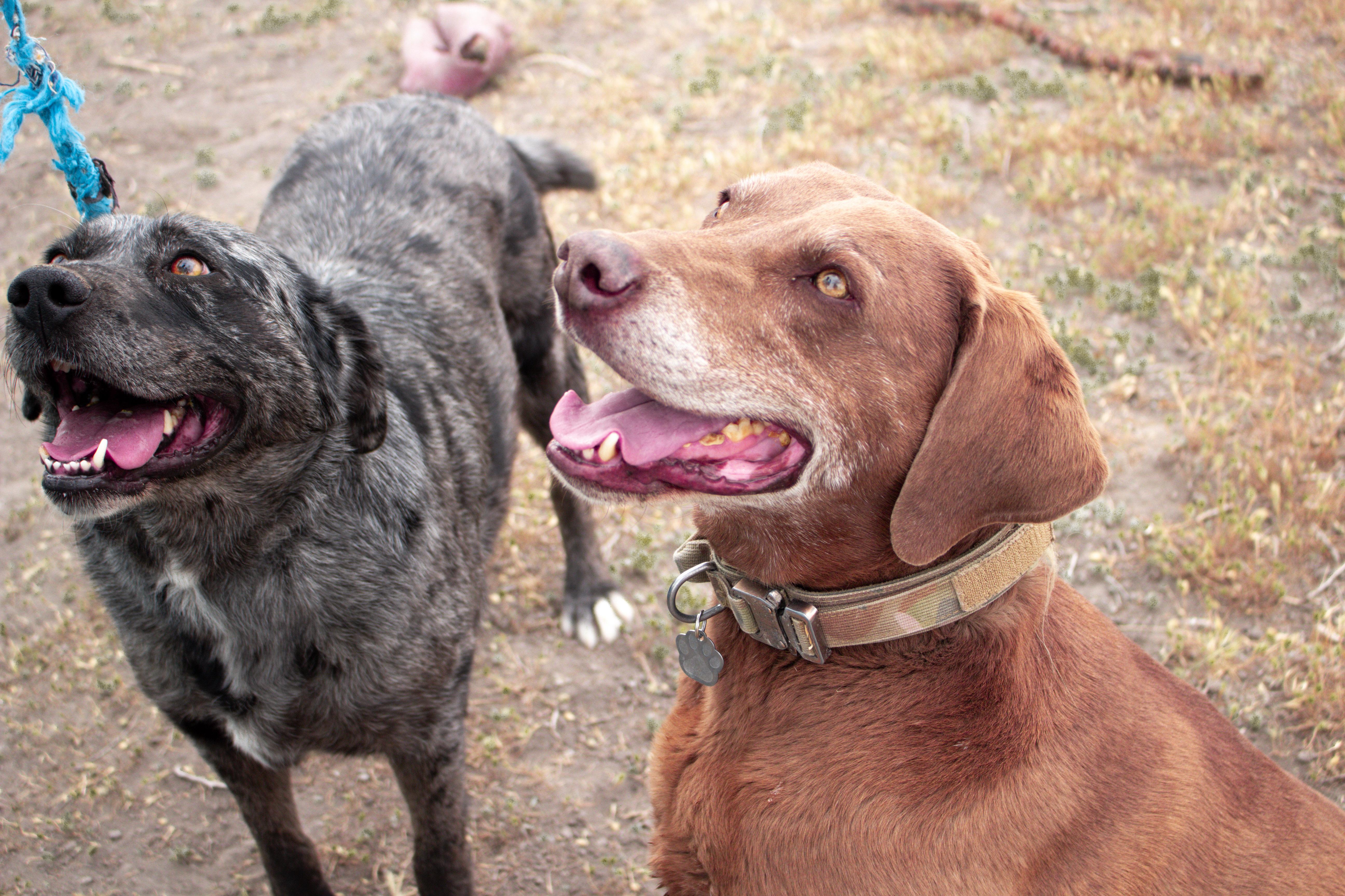 Enlarge Reva, a Adoptable mixed breed in Grantsville, UT image 1/6