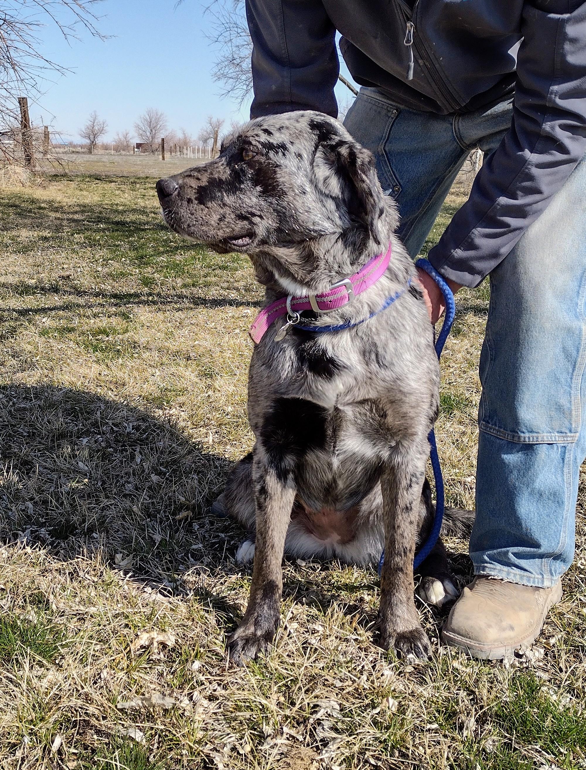 Enlarge Reva, a Adoptable mixed breed in Grantsville, UT image 2/6
