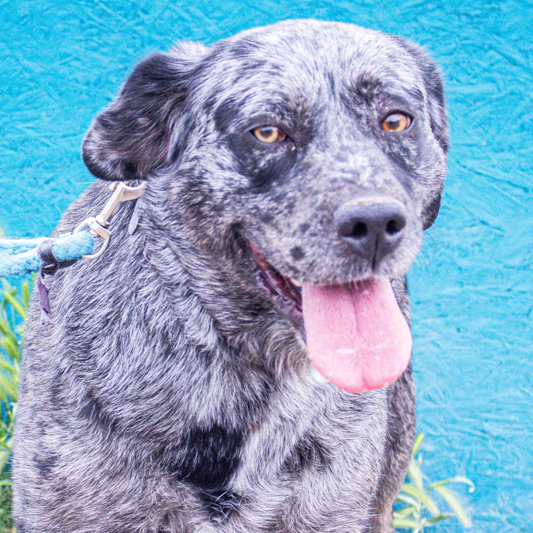 Reva, a Adoptable mixed breed in Grantsville, UT image 1/6