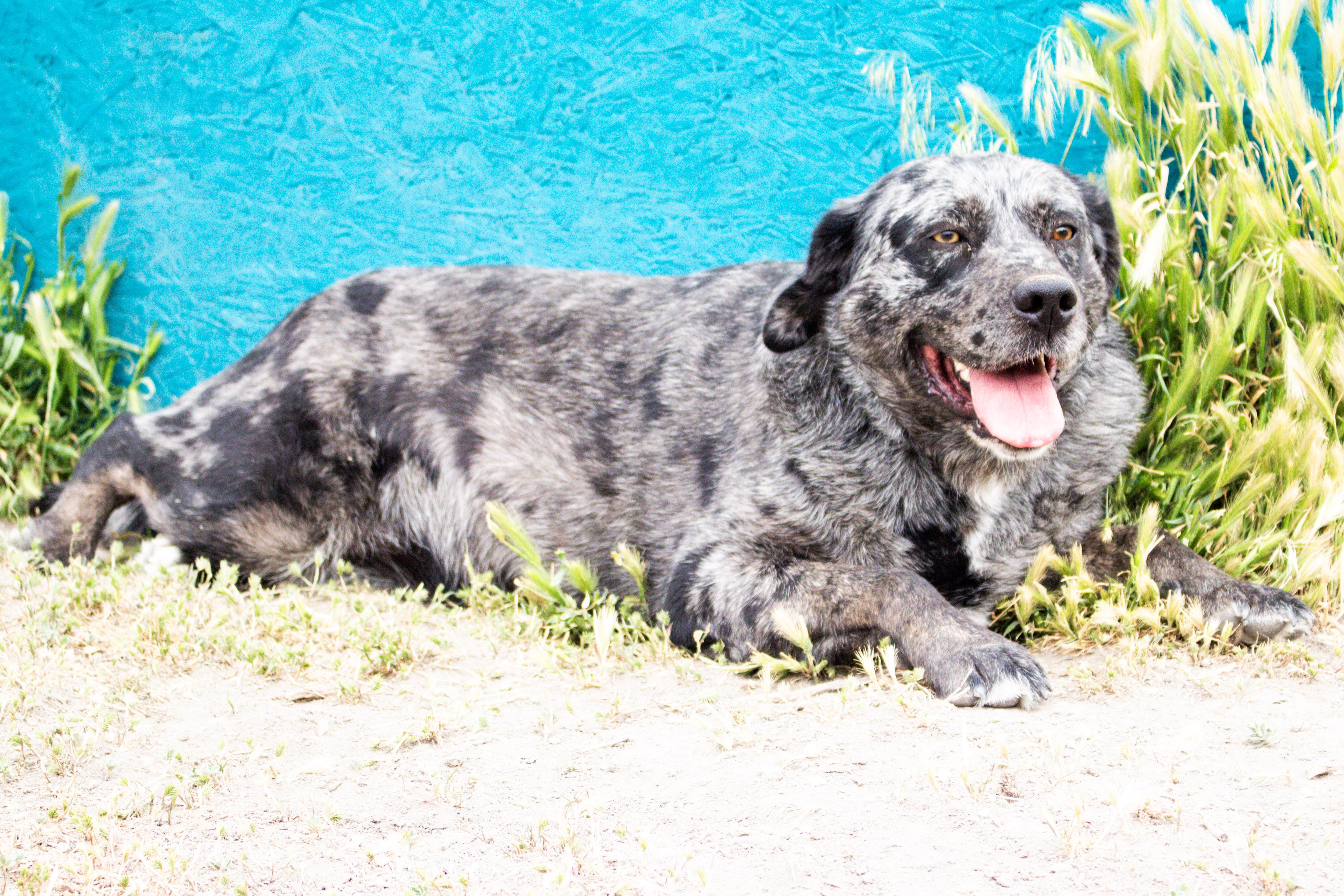 Enlarge Reva, a Adoptable mixed breed in Grantsville, UT image 5/6