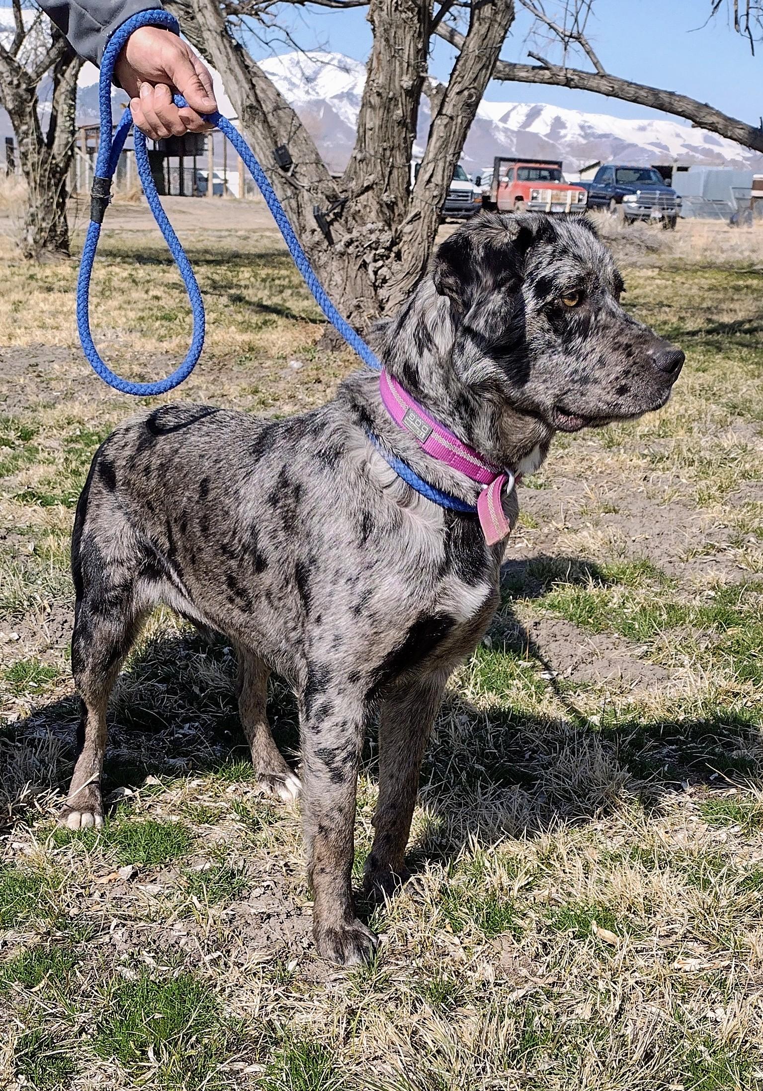 Enlarge Reva, a Adoptable mixed breed in Grantsville, UT image 6/6