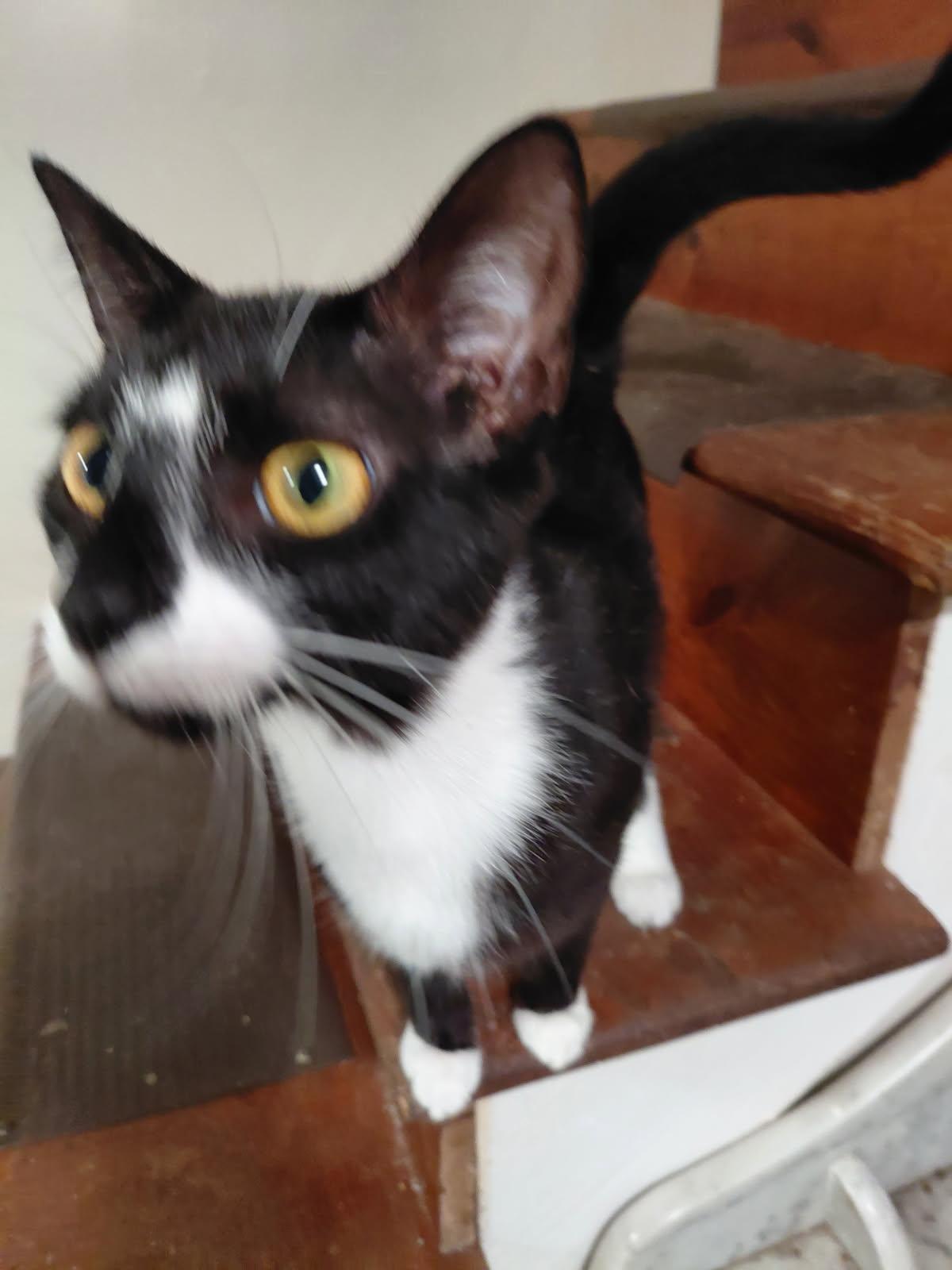 Biscuit, Adoptable, Young Female Domestic Short Hair.