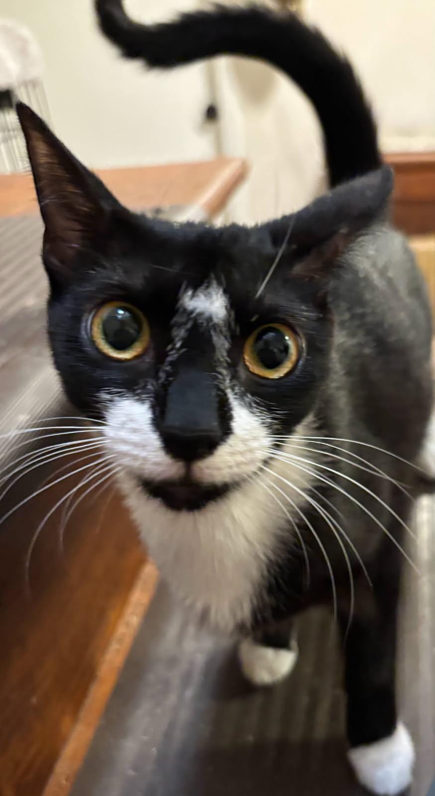 Enlarge Biscuit, a Adoptable Domestic Short Hair in Louisville, KY image 2/2