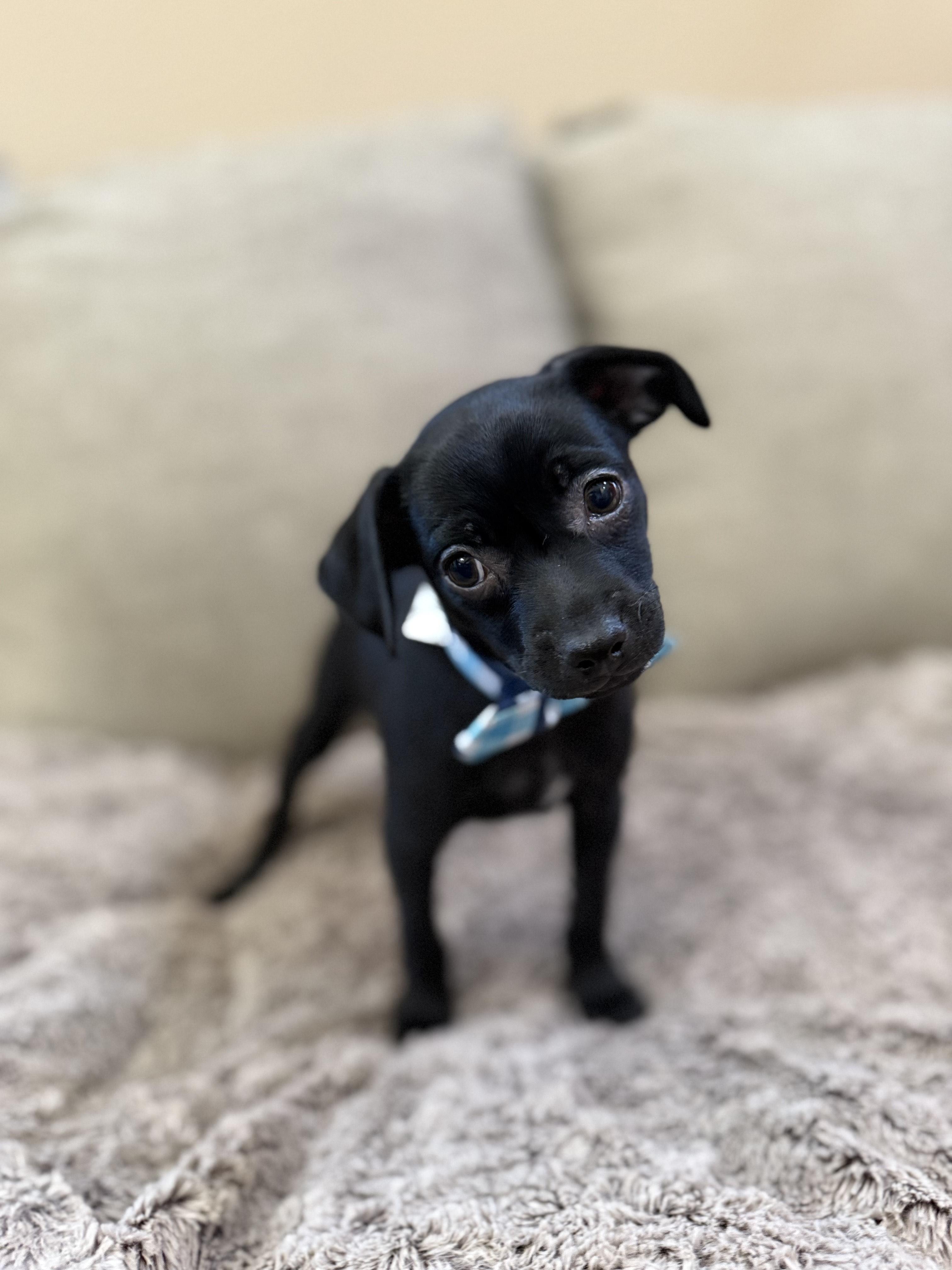 Chip photo 2