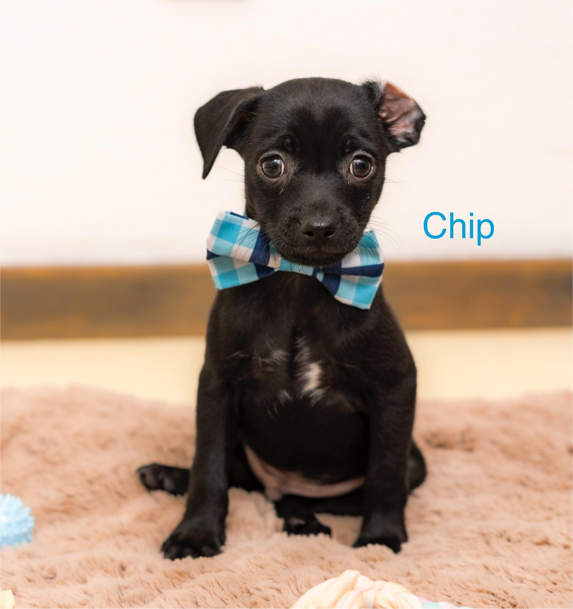 Chip photo 3