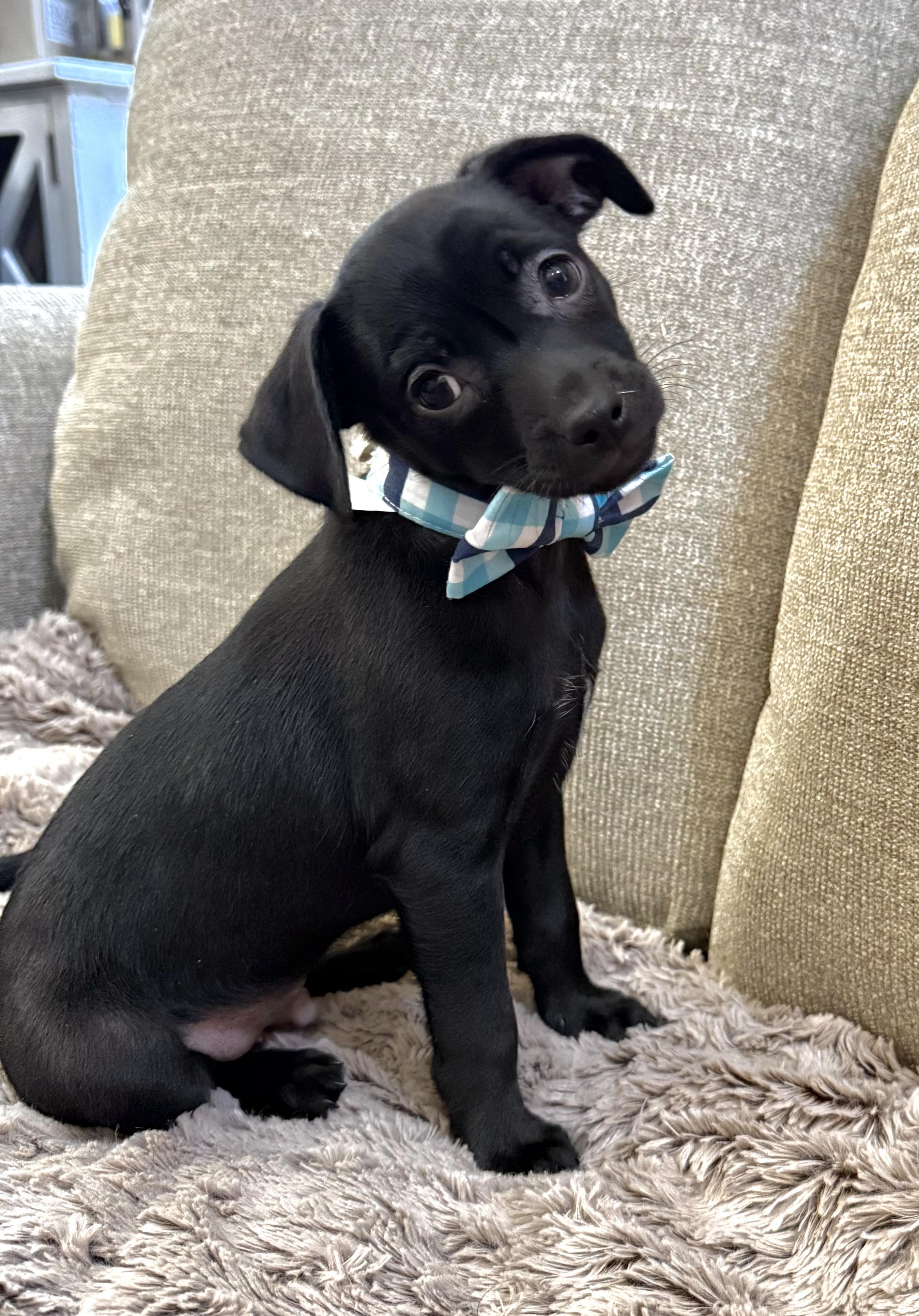 Chip, Baby Female unknown