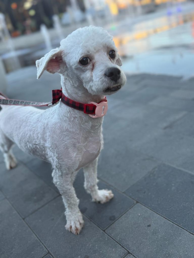 Teewinot, Adoptable, Adult Male Poodle & Maltese.