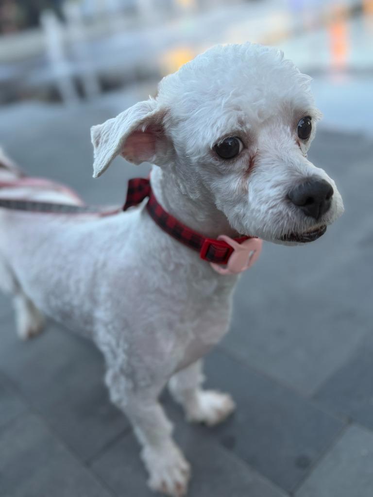 Enlarge Teewinot, a Adoptable mixed breed in Salt Lake City, UT image 2/4