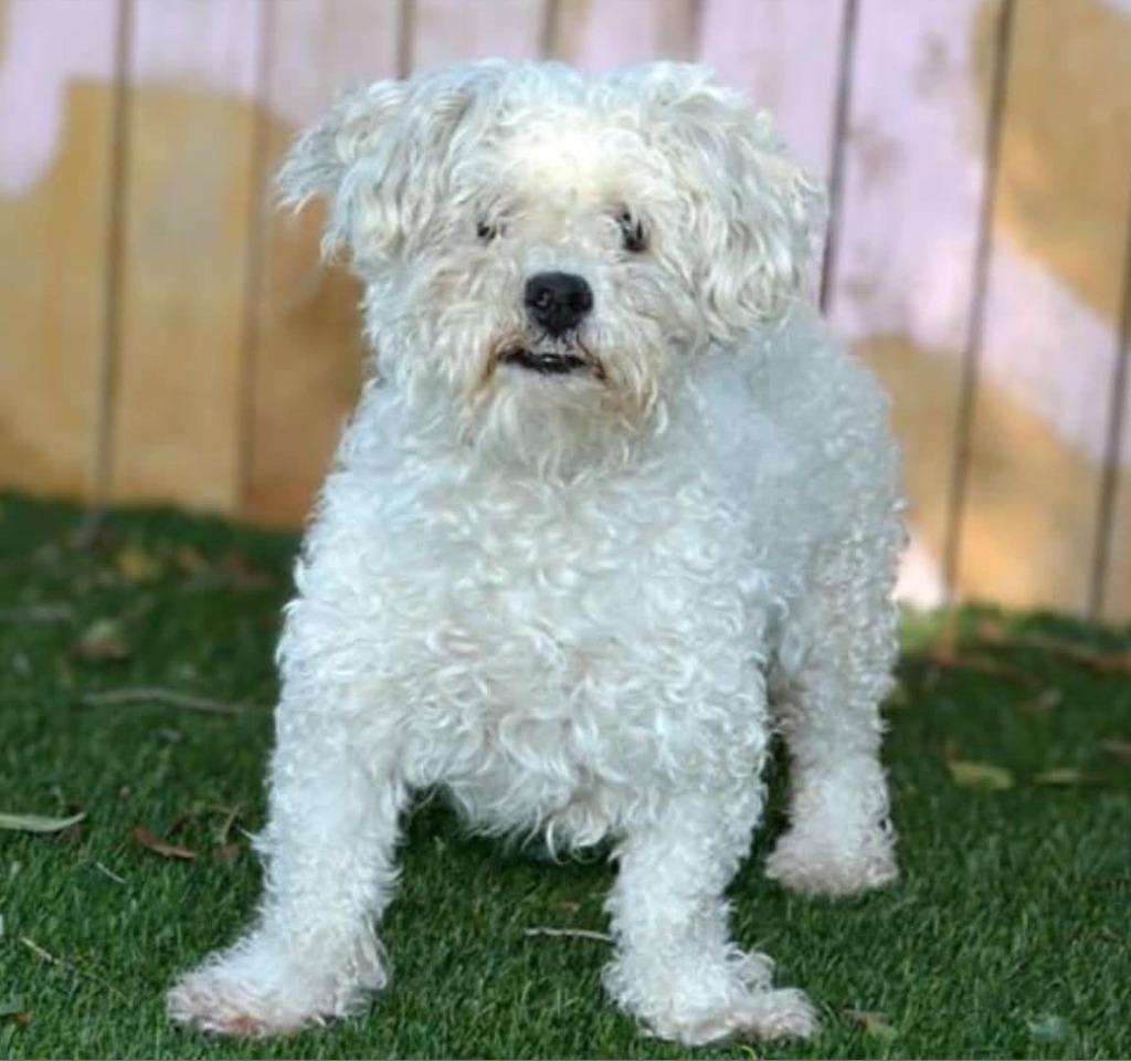 Enlarge Teewinot, a Adoptable mixed breed in Salt Lake City, UT image 3/4