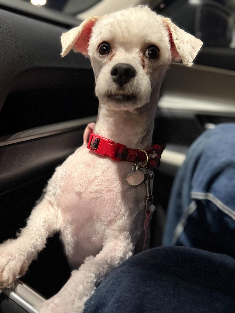 Enlarge Teewinot, a Adoptable mixed breed in Salt Lake City, UT image 4/4