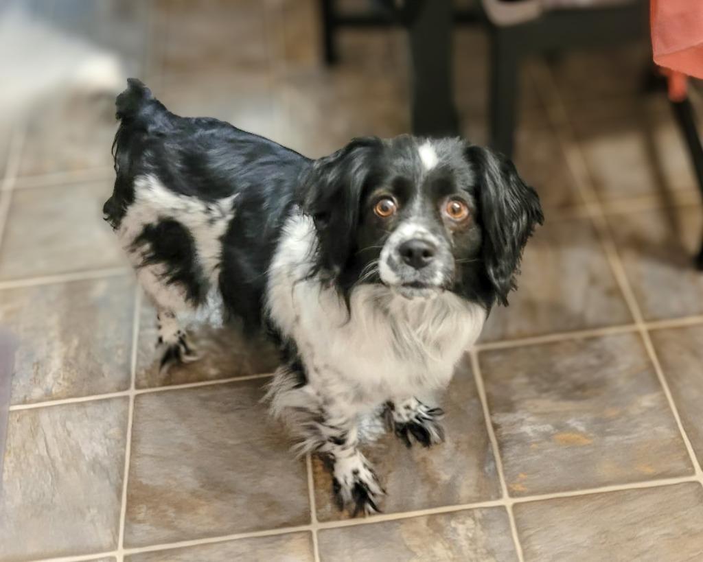 Phoebe (Fifi), Adoptable, Young Female Pug & Spaniel.