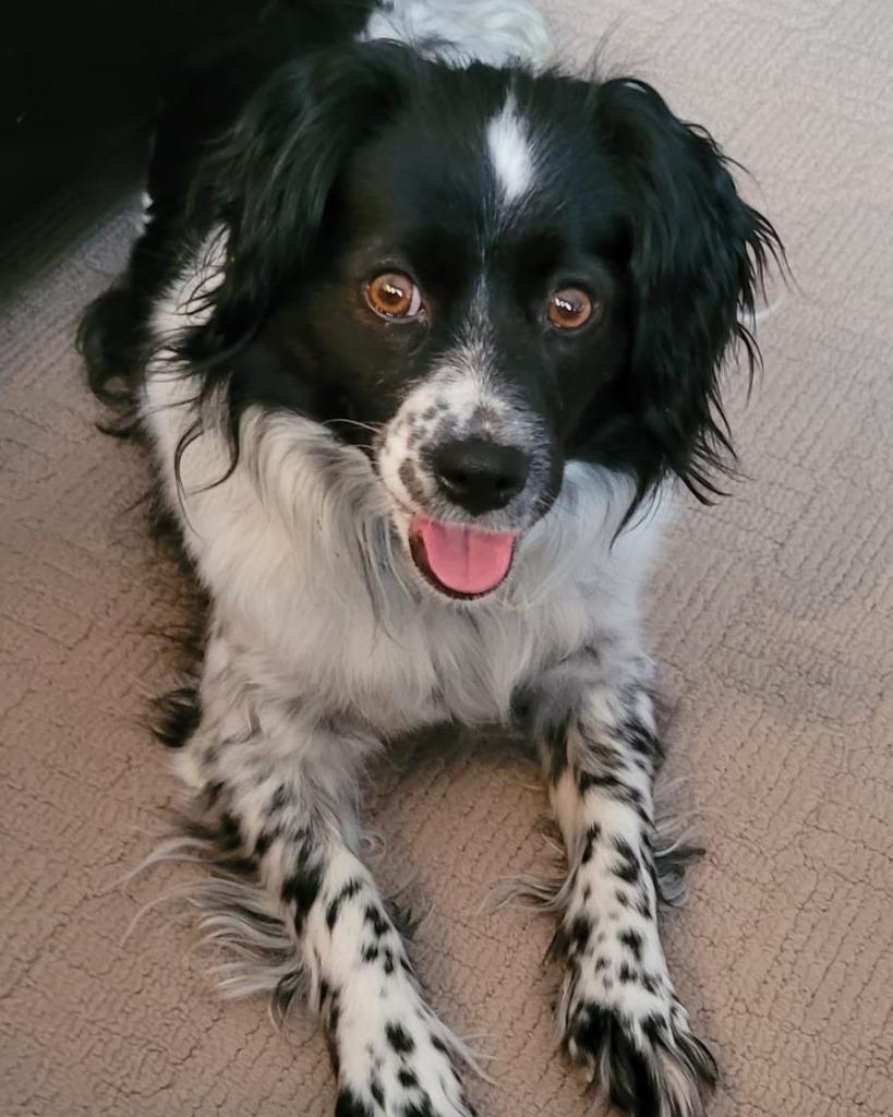 Phoebe (Fifi), a Adoptable mixed breed in Calgary, AB image 2/6