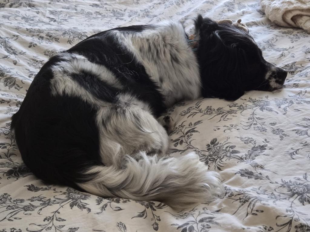 Phoebe (Fifi), a Adoptable mixed breed in Calgary, AB image 3/6
