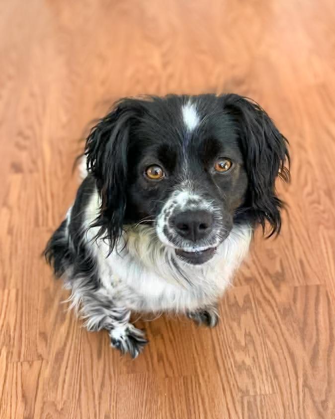Phoebe (Fifi), a Adoptable mixed breed in Calgary, AB image 4/6