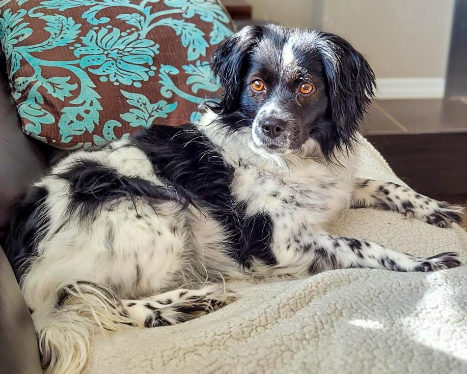 Phoebe (Fifi), a Adoptable mixed breed in Calgary, AB image 5/6