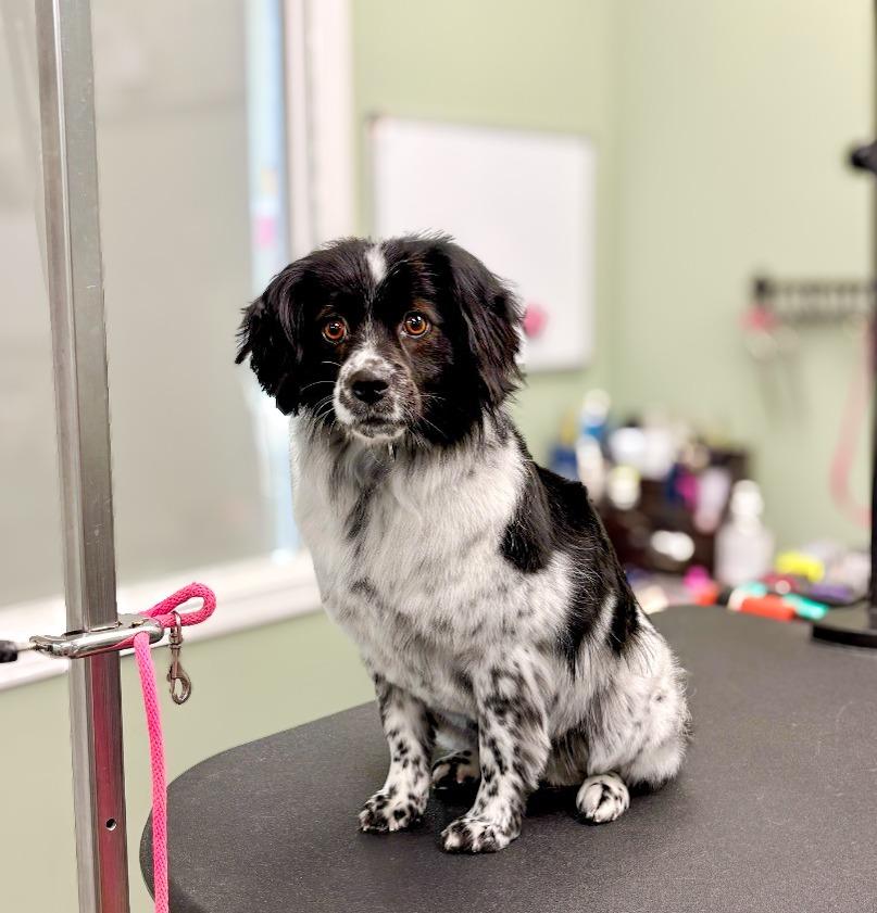Phoebe (Fifi), a Adoptable mixed breed in Calgary, AB image 6/6
