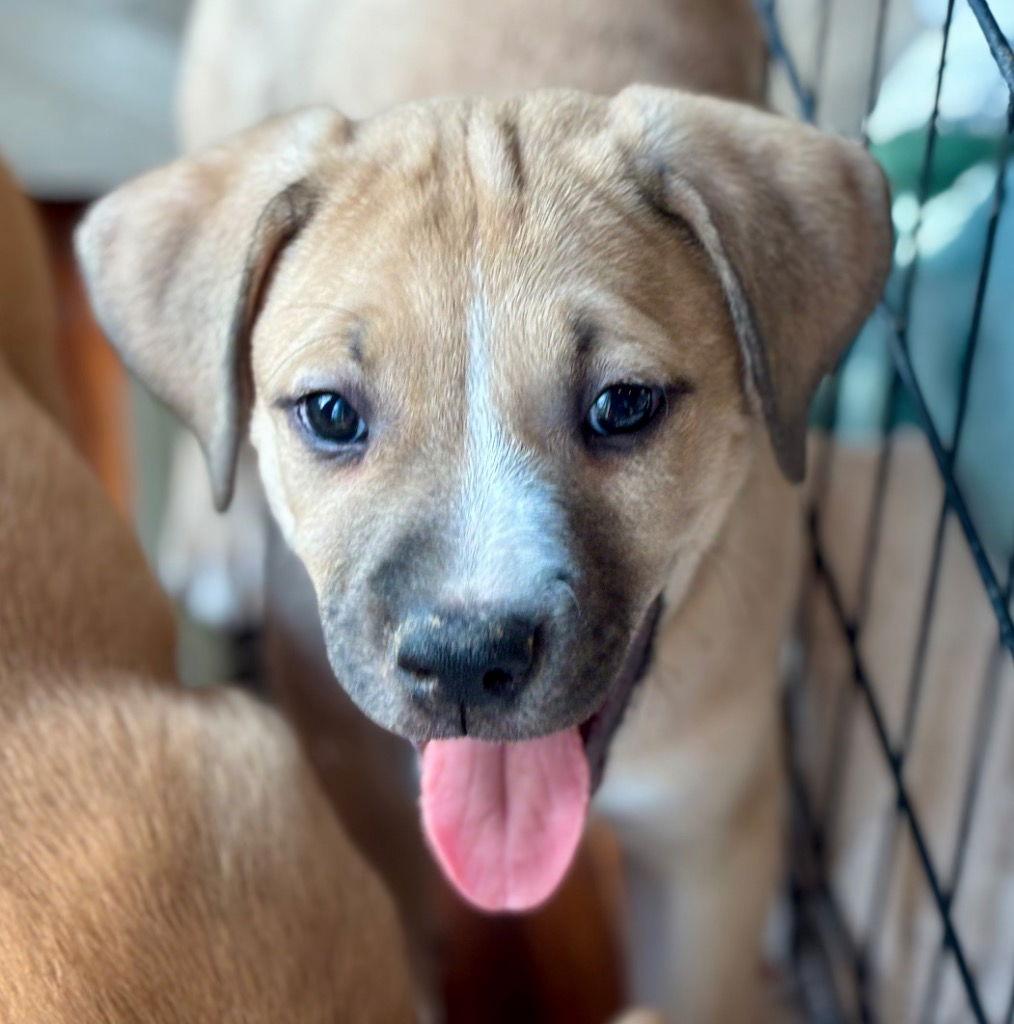 Lavender, a Adoptable mixed breed in Bloomfield, CT image 1/3