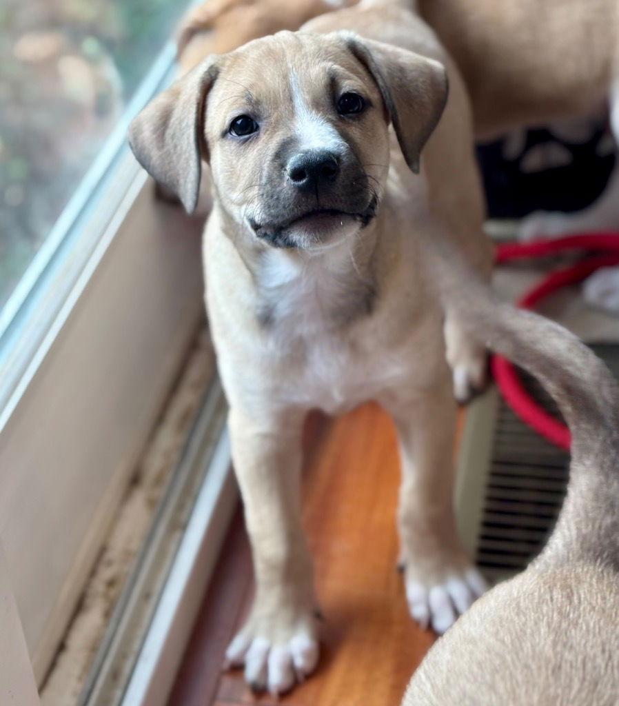 Lavender, a Adoptable mixed breed in Bloomfield, CT image 2/3