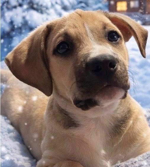 Lavender, a Adoptable mixed breed in Bloomfield, CT image 3/3