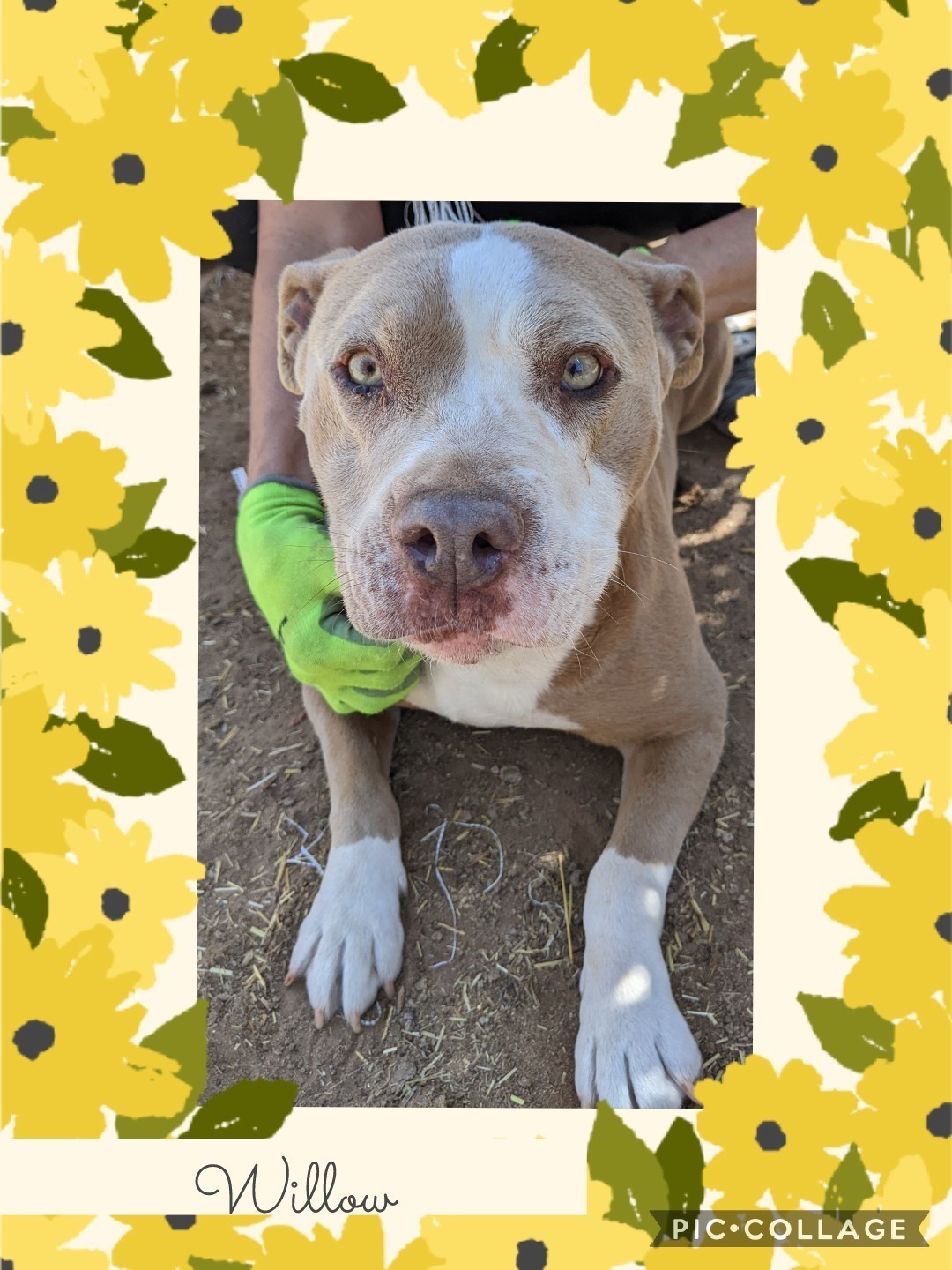 Willow, Adoptable, Adult Female Pit Bull Terrier.